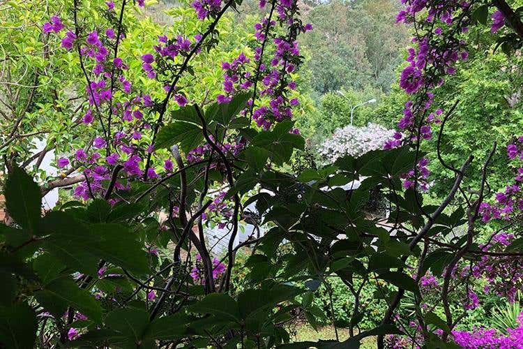 (Librandi e la Calabria 
Una storia d'amore, di vino e di territorio)
