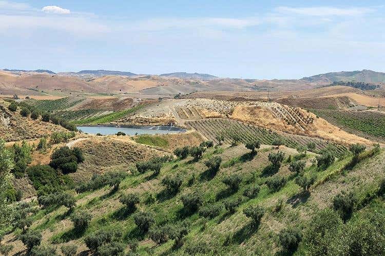 (Librandi e la Calabria 
Una storia d'amore, di vino e di territorio)