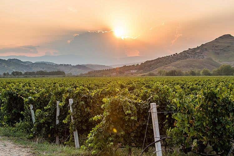 Tenuta Rosaneti (Librandi e la Calabria 
Una storia d'amore, di vino e di territorio)