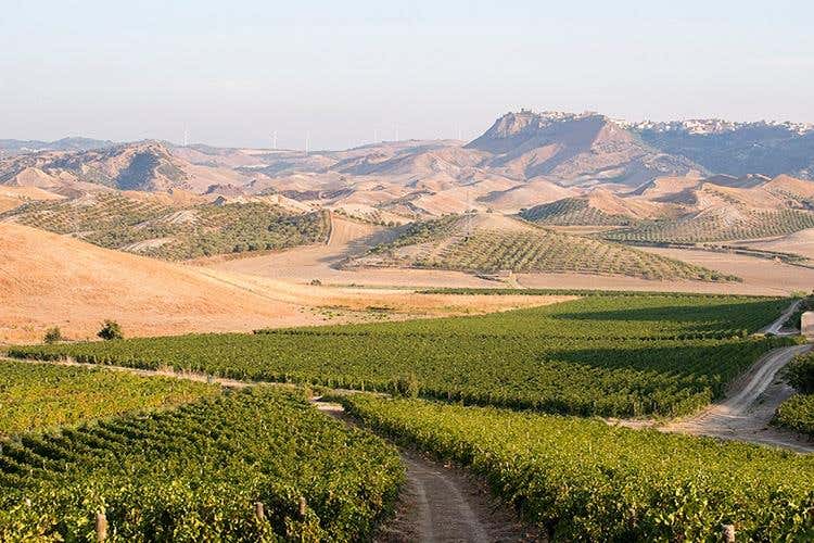 Tenuta Strongoli (Librandi e la Calabria 
Una storia d'amore, di vino e di territorio)