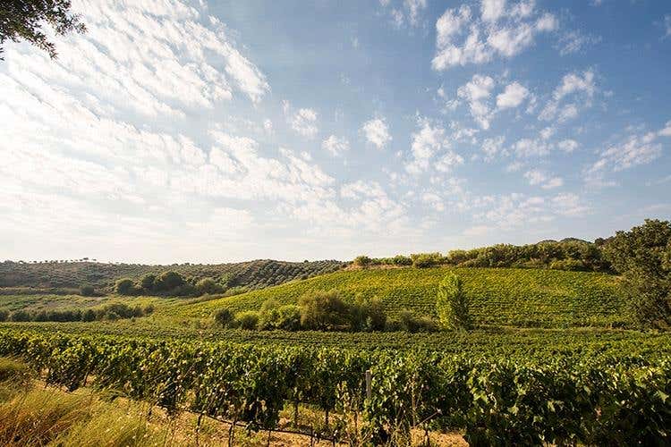 Tenuta Pittaffo (Librandi e la Calabria 
Una storia d'amore, di vino e di territorio)