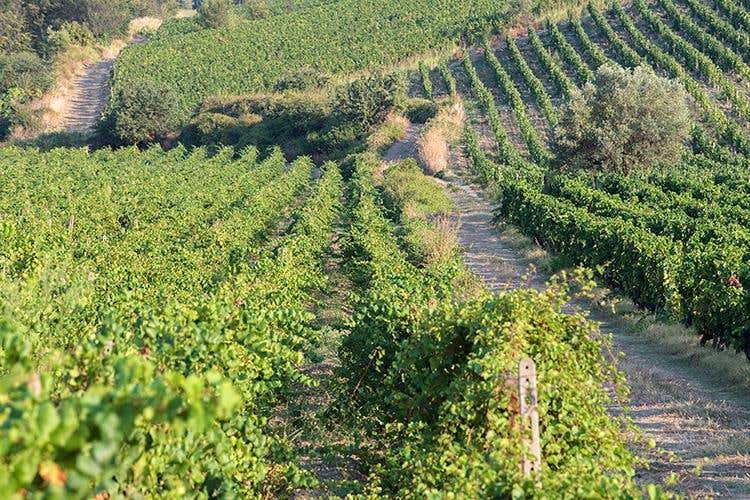 Tenuta Ponta (Librandi e la Calabria 
Una storia d'amore, di vino e di territorio)