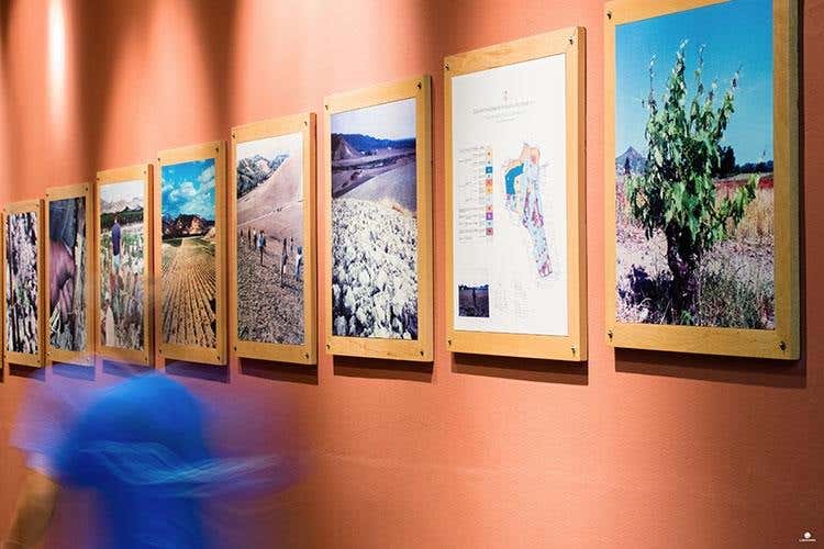 (Librandi racconta la Calabria a Vinitaly 
In degustazione il rosé Terre Lontane)