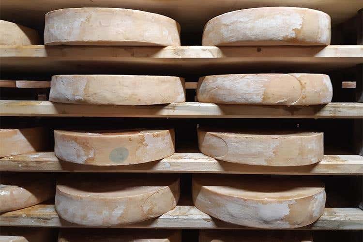 Fontina
