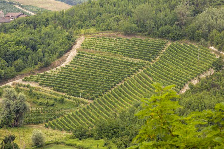 (Mine Gavi Docg, bianco di terroir 
nato dalla passione e da 11 vigne)