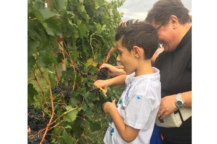 (Movimento Turismo del Vino 
Al via “Cantine Aperte in Vendemmia”)
