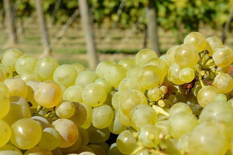 (Movimento Turismo del Vino 
Al via “Cantine Aperte in Vendemmia”)