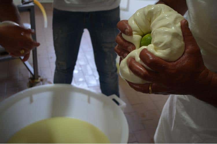 Nebrodi Cheese Festival 
Emozioni globali, prodotti locali