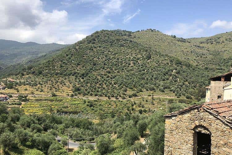 (Oliveti Aperti 
L’esordio è un successo)