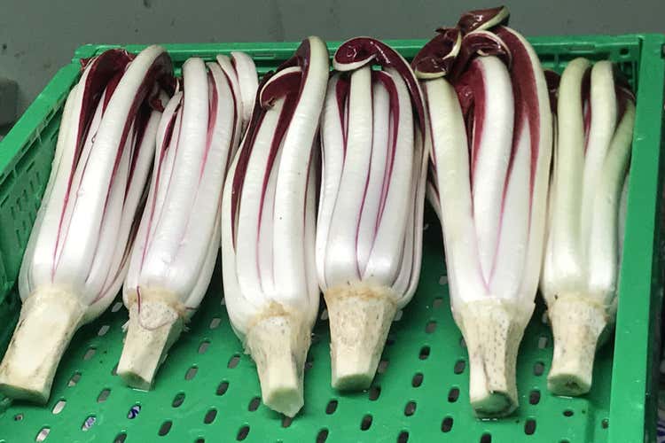 (Radicchio d'Oro, la 21ª edizione 
all'Accademico di Castelfranco)