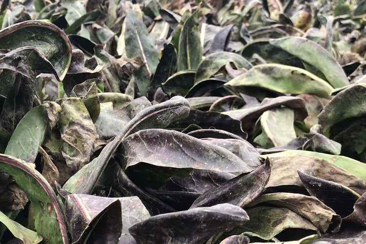 (Radicchio d'Oro, la 21ª edizione 
all'Accademico di Castelfranco)