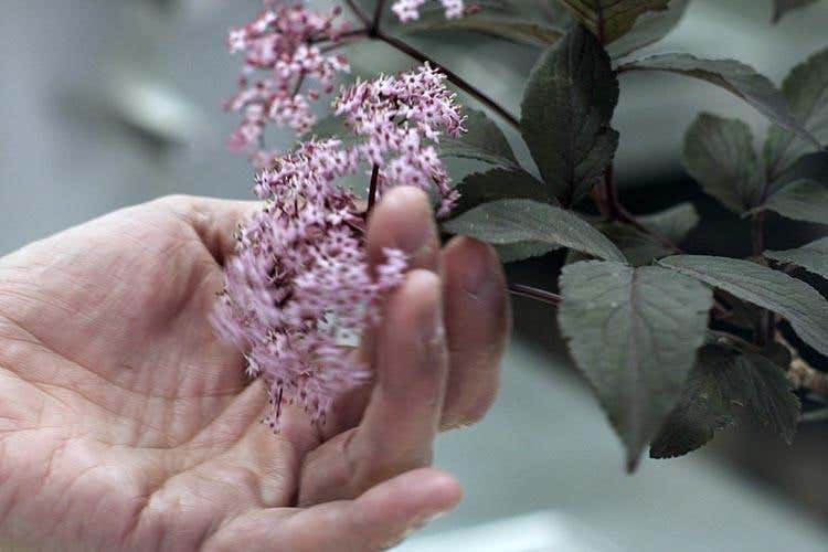 Ricola e Davide Oldani insieme raccontano le erbe aromatiche su LA7