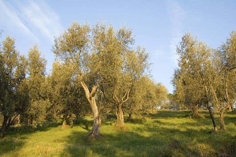 (Ristorante Mater Terrae di Roma 
Ultima tappa del Premio Laudemio 2018)
