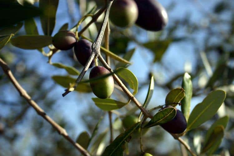 (Ristorante Mater Terrae di Roma 
Ultima tappa del Premio Laudemio 2018)