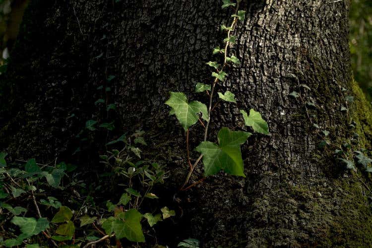 Bosco della Ragnaia. Fonte: Associazione Nazionale Città del Tartufo