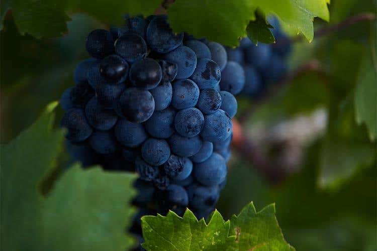 (Sessantanni, design moderno 
per un vino ricco di storia)