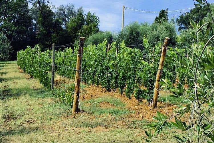 (Silvia Cirri e il Podere Conca Bolgheri 
Cinque ettari di passione e di affetti)