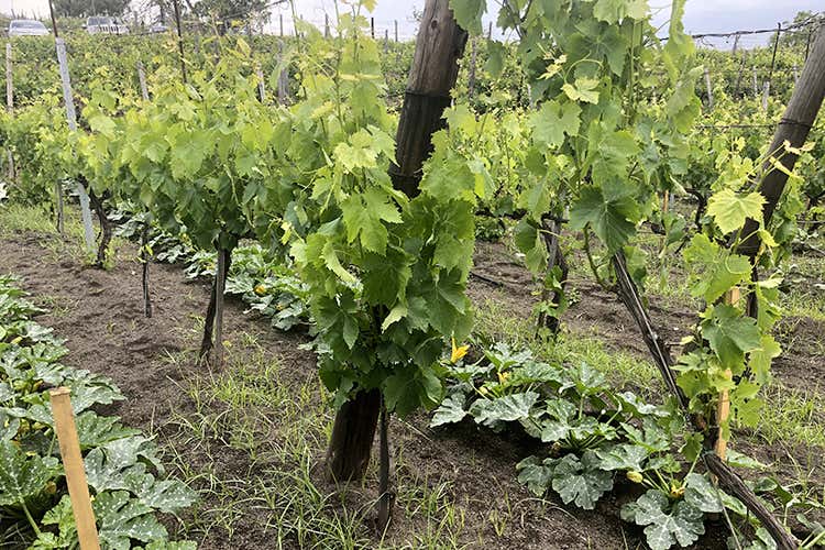 (Sorrentino, vini fronte Vesuvio 
Varietà autoctone e ospitalità)