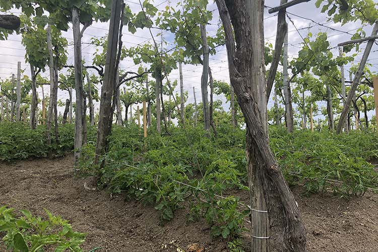 (Sorrentino, vini fronte Vesuvio 
Varietà autoctone e ospitalità)