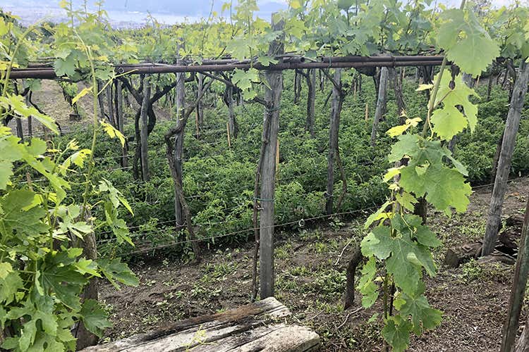 (Sorrentino, vini fronte Vesuvio 
Varietà autoctone e ospitalità)