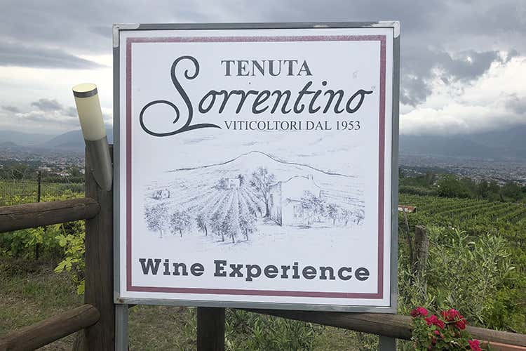 (Sorrentino, vini fronte Vesuvio 
Varietà autoctone e ospitalità)