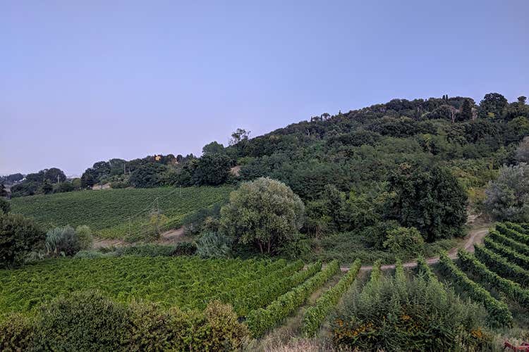 Una parte dei 75 ettari vitati di Campo del Sole, cantina a Bertinoro