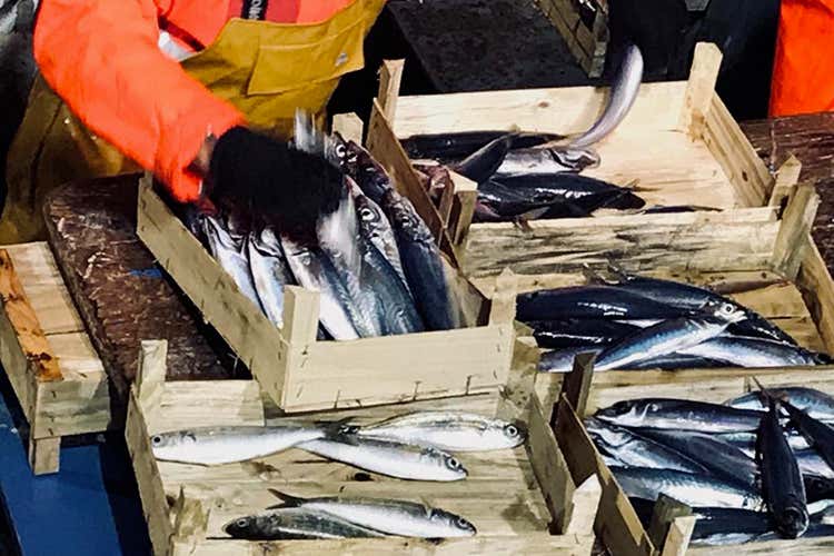 (Tonno rosso, non è più in estinzione 
Testa e Sultano lo portano in tavola 
)