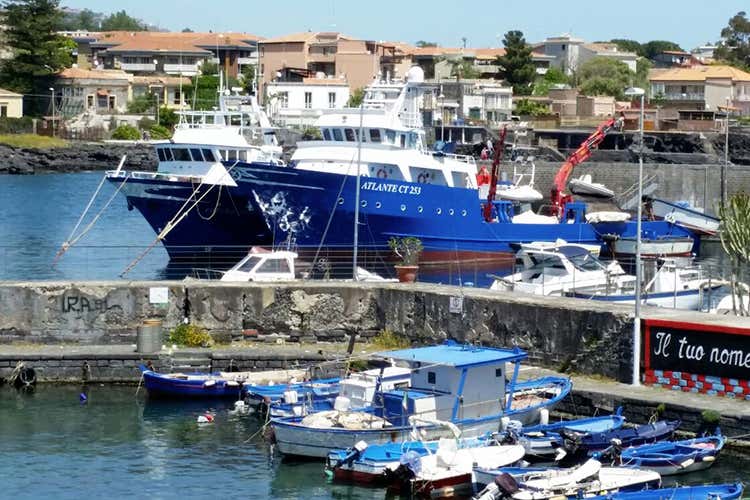 (Tonno rosso, non è più in estinzione 
Testa e Sultano lo portano in tavola 
)