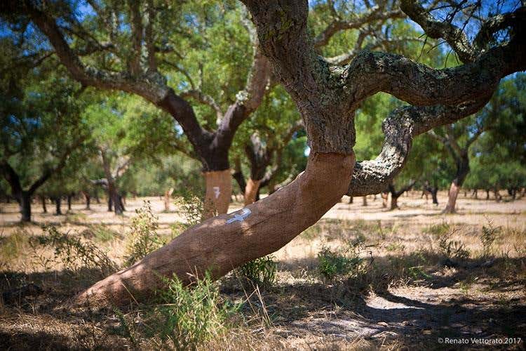 Un viaggio in Portogallo alla scoperta del tappo perfetto