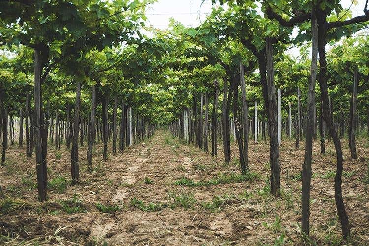 (Una festa nel borgo e un convegno 
per i 10 anni della Dop Tullum)