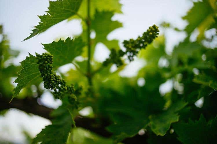 (Una festa nel borgo e un convegno 
per i 10 anni della Dop Tullum)