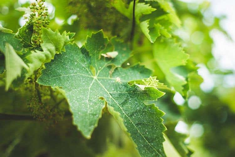 (Una festa nel borgo e un convegno 
per i 10 anni della Dop Tullum)