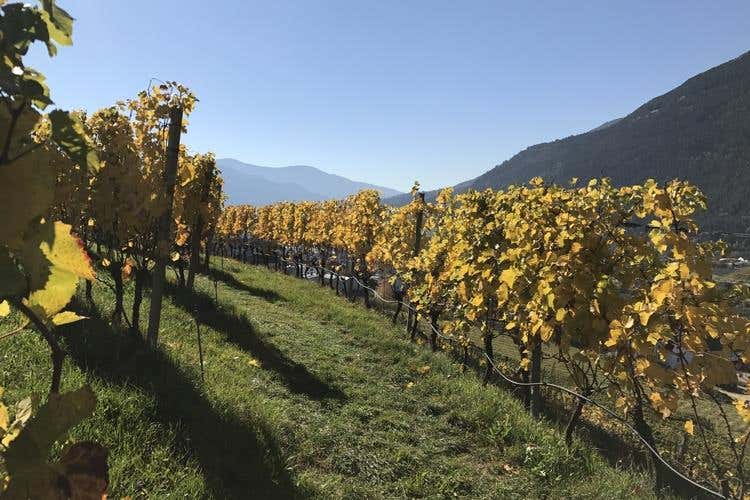 Valle Isarco e i suoi grandi bianchi Un'oasi dell'enoturismo di qualità