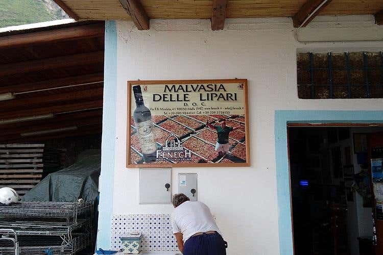 (Vendemmia della Malvasia 
L'eredità di Carlo Hauner a Salina)