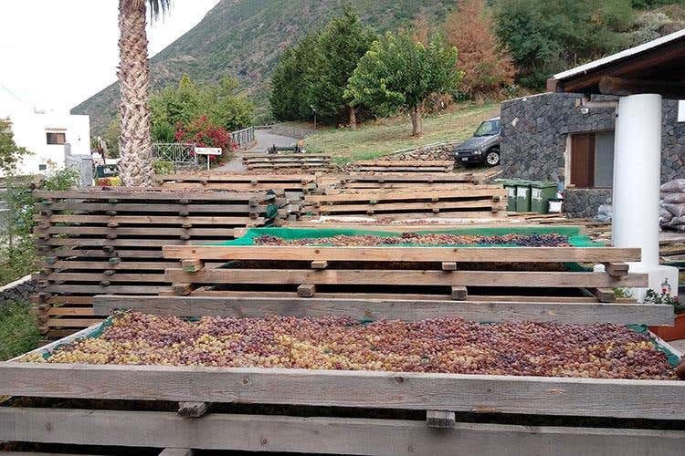 (Vendemmia della Malvasia 
L'eredità di Carlo Hauner a Salina)