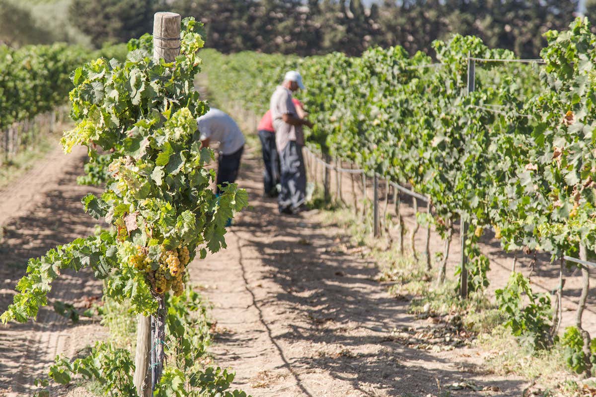 Vendemmia rigorosamente a mano
