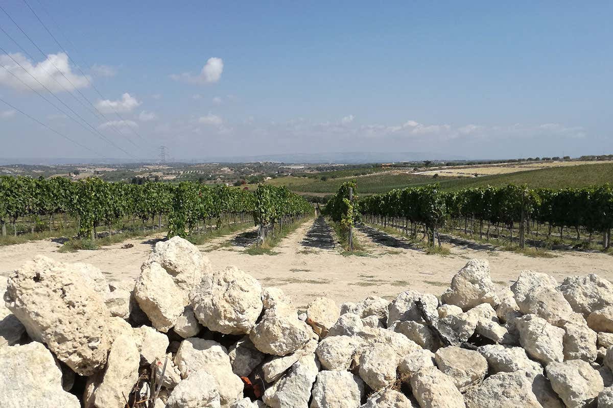 Uno dei vigneti di Vignaioli Ramaddini