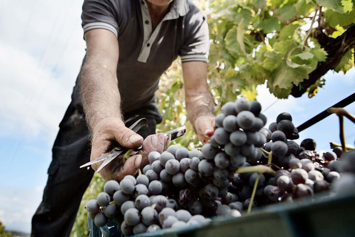 Dall'uva al vino, tutto biologico