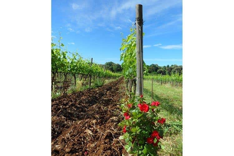 “Vigne di Roma”, 14 aziende insieme per valorizzare i vini del Lazio