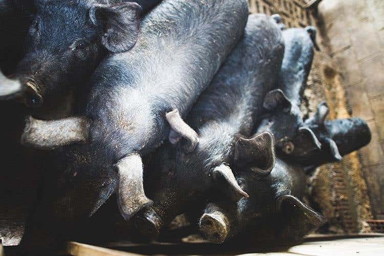 (Villa Maiella 
Famiglia, territorio ed evoluzione)