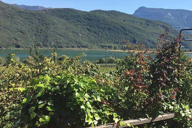 (Vini Alto Adige, 10 anni di Consorzio 
La sfida futura è mantenere la tipicità)