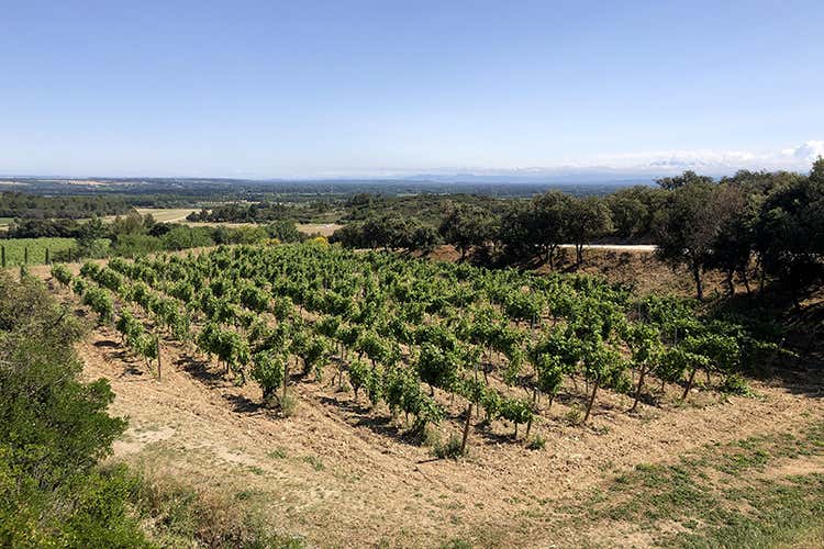 Chateau Romanin (Vino e dolci, olio e cioccolato 
Le ricchezze di Provenza)