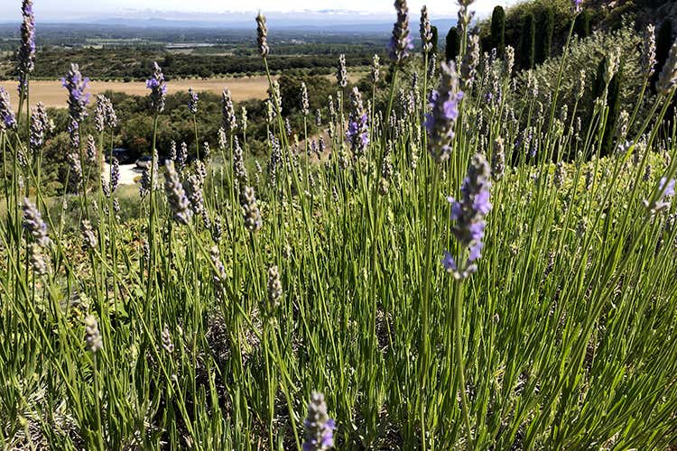 Chateau Romanin (Vino e dolci, olio e cioccolato 
Le ricchezze di Provenza)