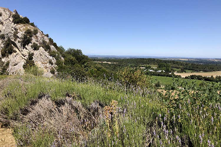 Chateau Romanin (Vino e dolci, olio e cioccolato 
Le ricchezze di Provenza)