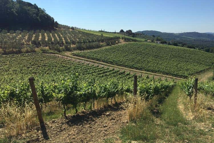 Wine Experience a Tenuta di Artimino Tutto il piacere della vendemmia
