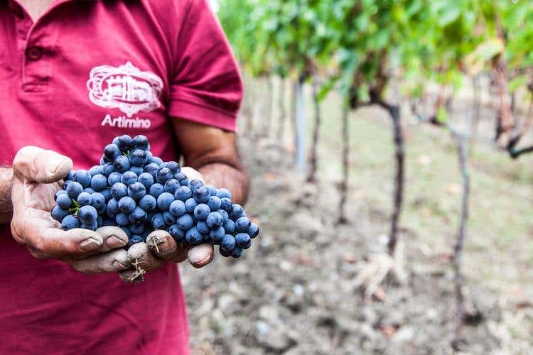 Wine Experience a Tenuta di Artimino Tutto il piacere della vendemmia